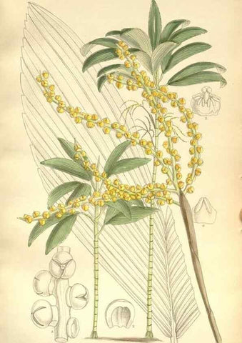 Reproducción/Reproduction 34596106184: Curtis's botanical magazine.. London ; New York [etc.] :Academic Press [etc.]