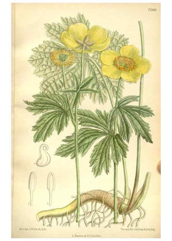 Reproducción/Reproduction 34596108884: Curtis's botanical magazine.. London ; New York [etc.] :Academic Press [etc.]