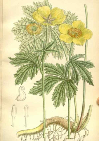 Reproducción/Reproduction 34596108884: Curtis's botanical magazine.. London ; New York [etc.] :Academic Press [etc.]