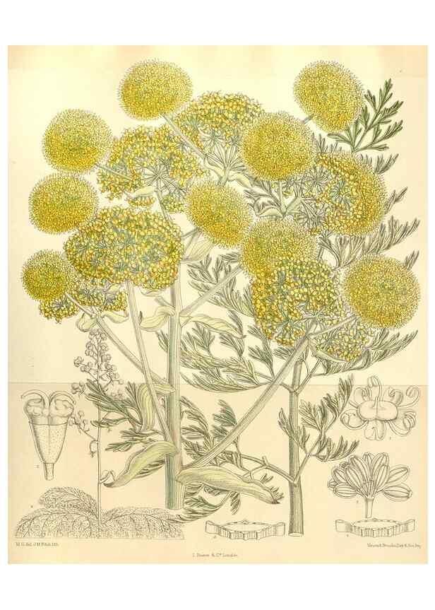 Reproducción/Reproduction 34596111474: Curtis's botanical magazine.. London ; New York [etc.] :Academic Press [etc.]