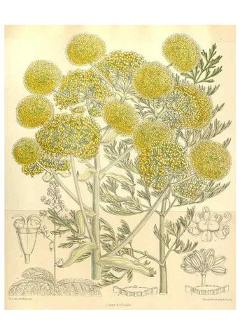 Reproducción/Reproduction 34596111474: Curtis's botanical magazine.. London ; New York [etc.] :Academic Press [etc.]