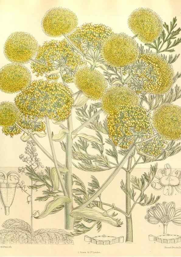 Reproducción/Reproduction 34596111474: Curtis's botanical magazine.. London ; New York [etc.] :Academic Press [etc.]