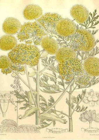 Reproducción/Reproduction 34596111474: Curtis's botanical magazine.. London ; New York [etc.] :Academic Press [etc.]
