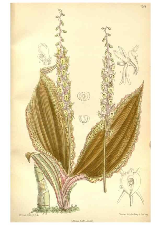 Reproducción/Reproduction 34596114244: Curtis's botanical magazine.. London ; New York [etc.] :Academic Press [etc.]
