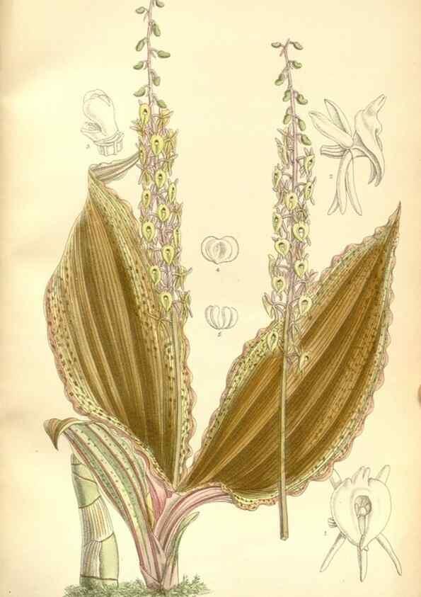 Reproducción/Reproduction 34596114244: Curtis's botanical magazine.. London ; New York [etc.] :Academic Press [etc.]