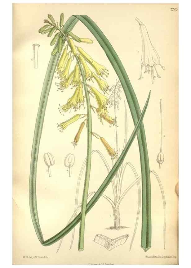 Reproducción/Reproduction 35271371362: Curtis's botanical magazine.. London ; New York [etc.] :Academic Press [etc.]