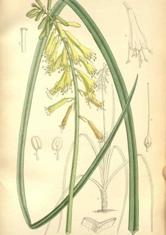 Reproducción/Reproduction 35271371362: Curtis's botanical magazine.. London ; New York [etc.] :Academic Press [etc.]