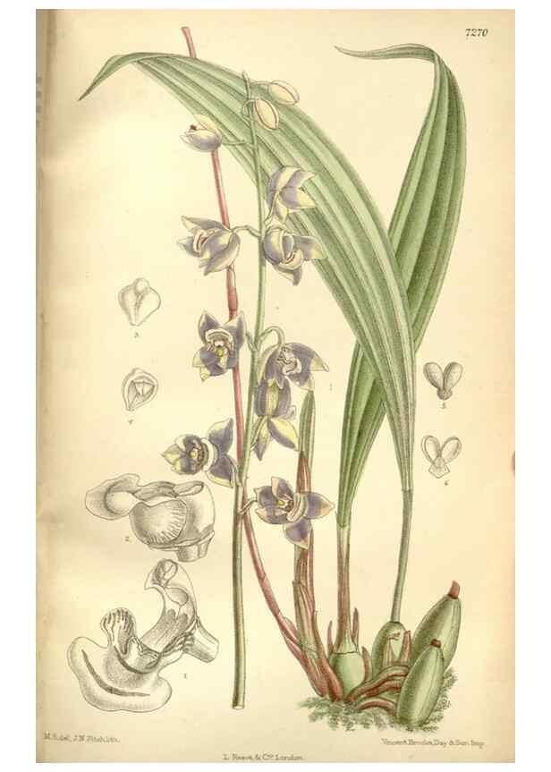 Reproducción/Reproduction 34596119494: Curtis's botanical magazine.. London ; New York [etc.] :Academic Press [etc.]
