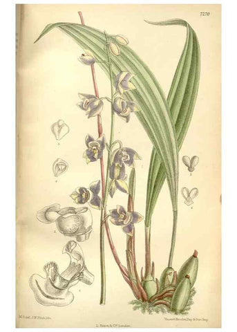 Reproducción/Reproduction 34596119494: Curtis's botanical magazine.. London ; New York [etc.] :Academic Press [etc.]