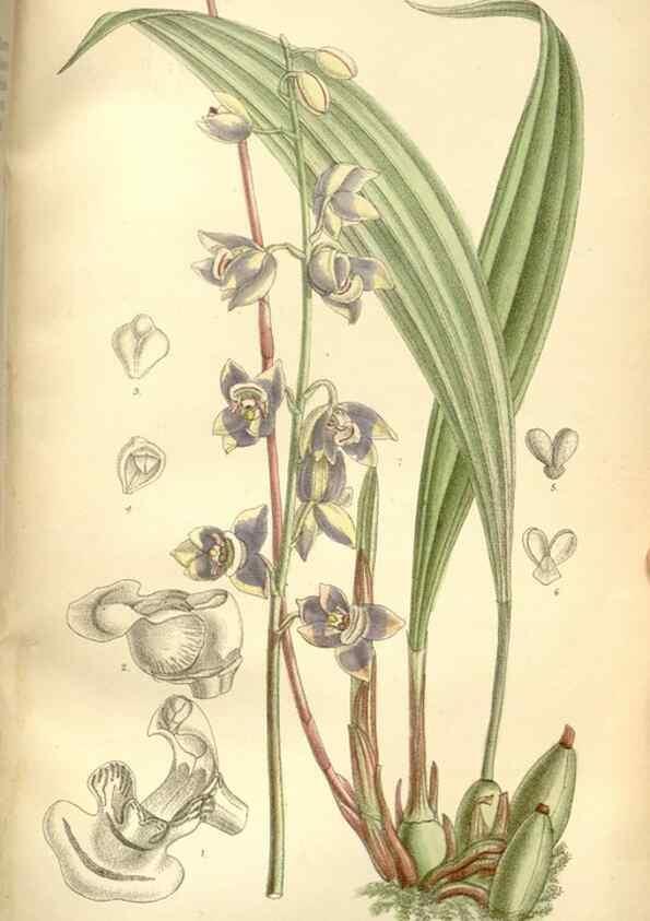Reproducción/Reproduction 34596119494: Curtis's botanical magazine.. London ; New York [etc.] :Academic Press [etc.]
