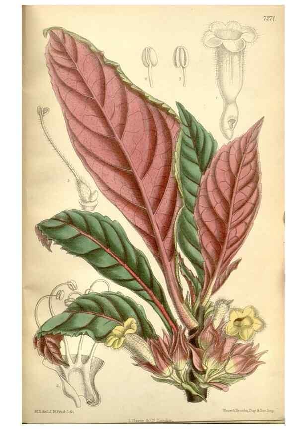 Reproducción/Reproduction 35308326021: Curtis's botanical magazine.. London ; New York [etc.] :Academic Press [etc.]