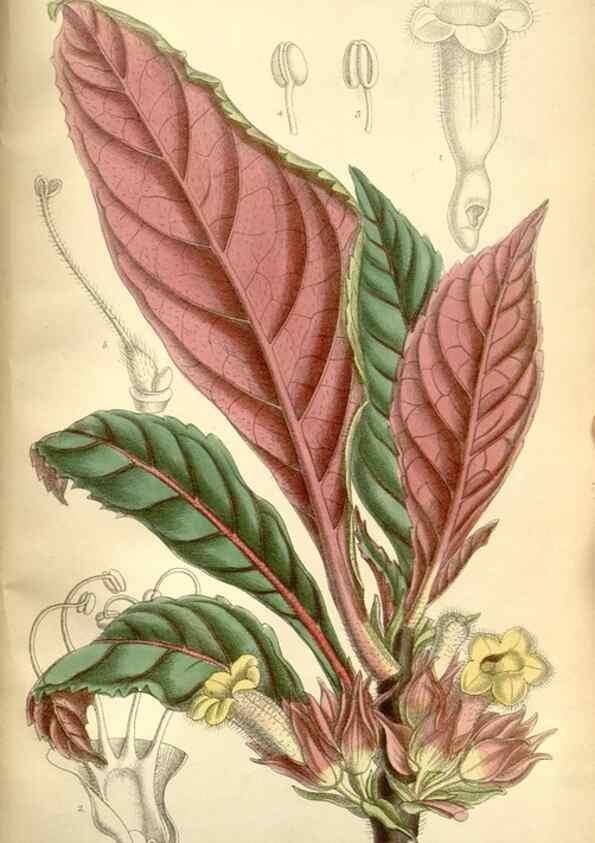 Reproducción/Reproduction 35308326021: Curtis's botanical magazine.. London ; New York [etc.] :Academic Press [etc.]