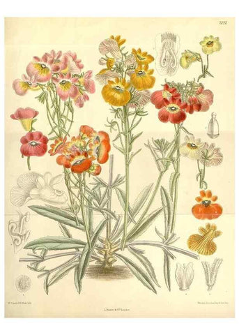 Reproducción/Reproduction 35398335046: Curtis's botanical magazine.. London ; New York [etc.] :Academic Press [etc.]