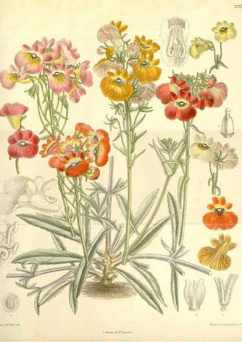 Reproducción/Reproduction 35398335046: Curtis's botanical magazine.. London ; New York [etc.] :Academic Press [etc.]