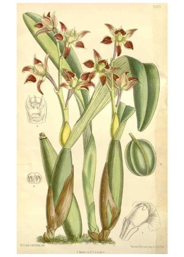 Reproducción/Reproduction 35308373951: Curtis's botanical magazine.. London ; New York [etc.] :Academic Press [etc.]