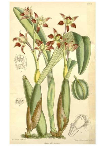 Reproducción/Reproduction 35308373951: Curtis's botanical magazine.. London ; New York [etc.] :Academic Press [etc.]