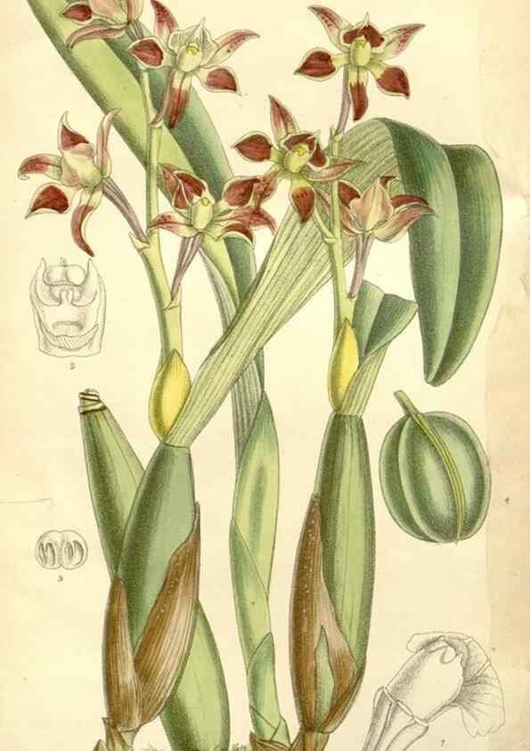 Reproducción/Reproduction 35308373951: Curtis's botanical magazine.. London ; New York [etc.] :Academic Press [etc.]