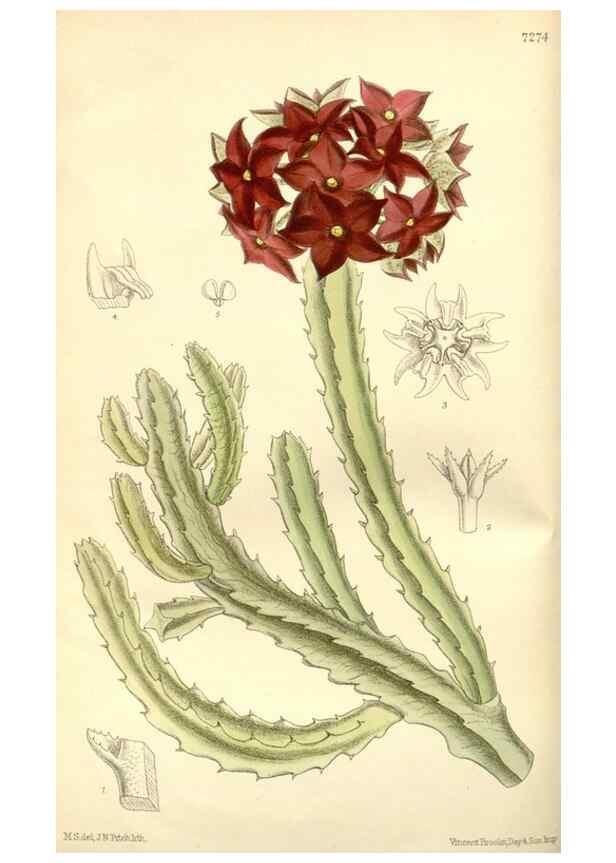 Reproducción/Reproduction 34596195404: Curtis's botanical magazine.. London ; New York [etc.] :Academic Press [etc.]