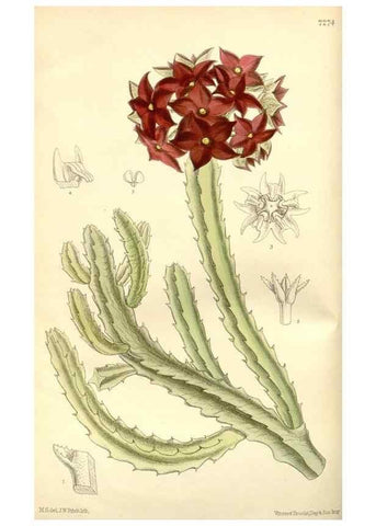 Reproducción/Reproduction 34596195404: Curtis's botanical magazine.. London ; New York [etc.] :Academic Press [etc.]