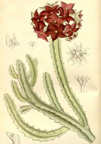 Reproducción/Reproduction 34596195404: Curtis's botanical magazine.. London ; New York [etc.] :Academic Press [etc.]