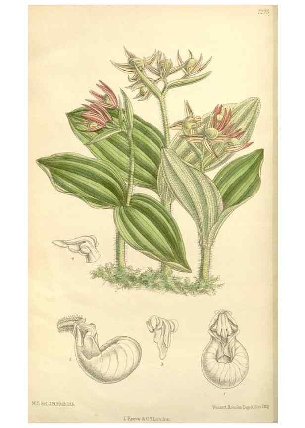 Reproducción/Reproduction 34596198284: Curtis's botanical magazine.. London ; New York [etc.] :Academic Press [etc.]