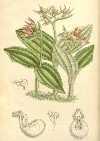 Reproducción/Reproduction 34596198284: Curtis's botanical magazine.. London ; New York [etc.] :Academic Press [etc.]