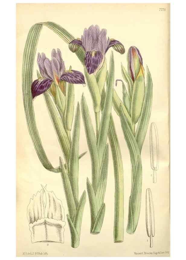 Reproducción/Reproduction 34596201354: Curtis's botanical magazine.. London ; New York [etc.] :Academic Press [etc.]