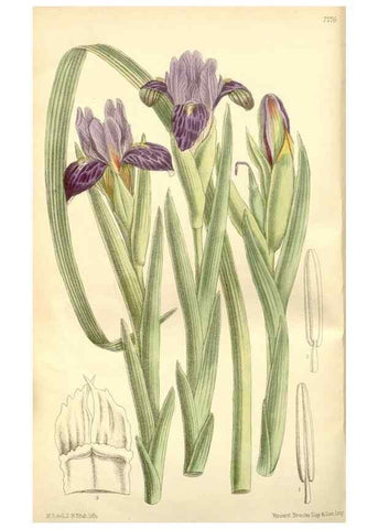 Reproducción/Reproduction 34596201354: Curtis's botanical magazine.. London ; New York [etc.] :Academic Press [etc.]