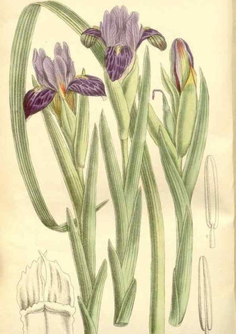 Reproducción/Reproduction 34596201354: Curtis's botanical magazine.. London ; New York [etc.] :Academic Press [etc.]