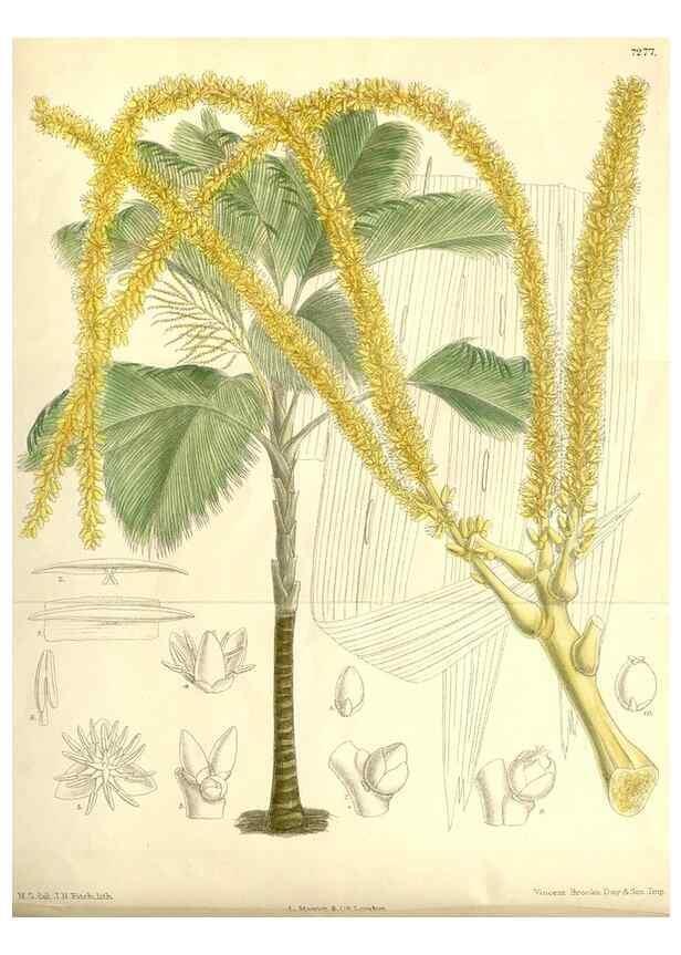 Reproducción/Reproduction 34596204234: Curtis's botanical magazine.. London ; New York [etc.] :Academic Press [etc.]