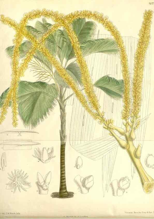 Reproducción/Reproduction 34596204234: Curtis's botanical magazine.. London ; New York [etc.] :Academic Press [etc.]