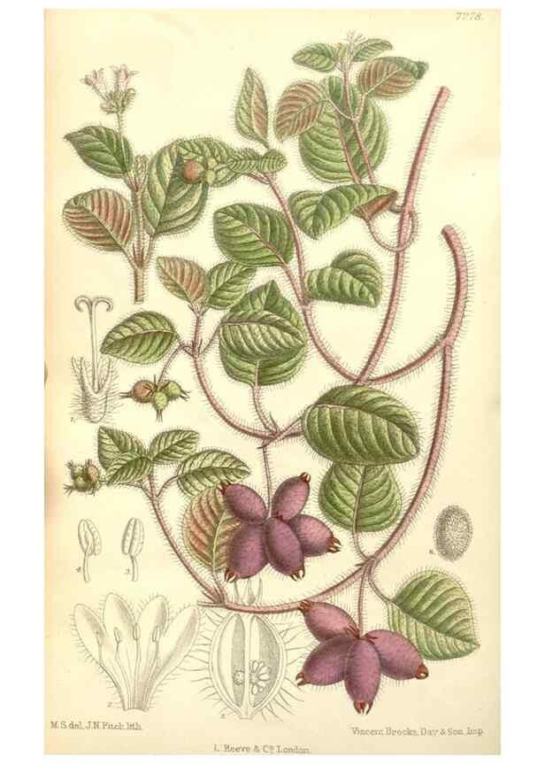 Reproducción/Reproduction 34628113883: Curtis's botanical magazine.. London ; New York [etc.] :Academic Press [etc.]