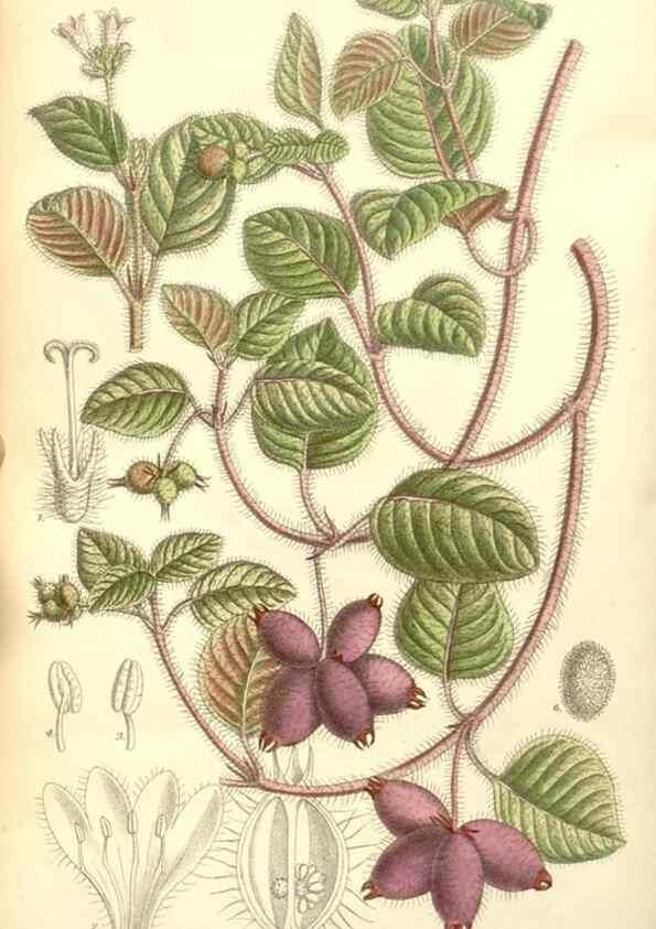 Reproducción/Reproduction 34628113883: Curtis's botanical magazine.. London ; New York [etc.] :Academic Press [etc.]