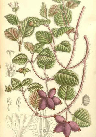 Reproducción/Reproduction 34628113883: Curtis's botanical magazine.. London ; New York [etc.] :Academic Press [etc.]