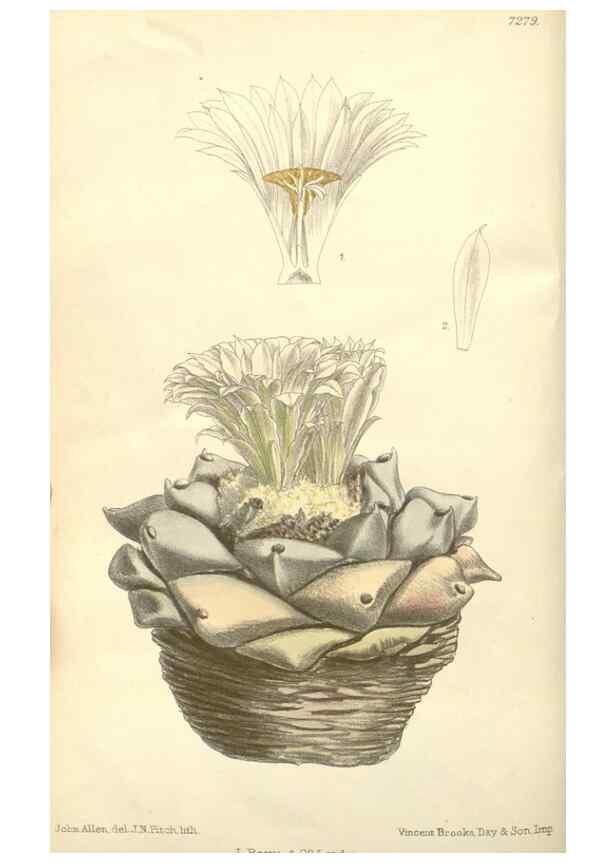 Reproducción/Reproduction 34628115273: Curtis's botanical magazine.. London ; New York [etc.] :Academic Press [etc.]