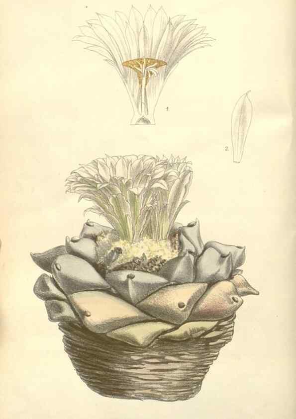 Reproducción/Reproduction 34628115273: Curtis's botanical magazine.. London ; New York [etc.] :Academic Press [etc.]