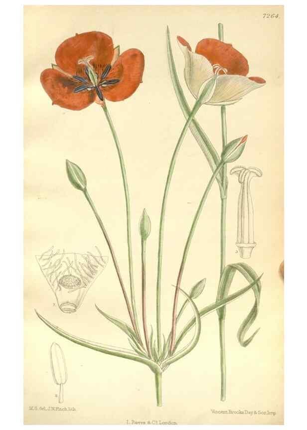 Reproducción/Reproduction 34596103304: Curtis's botanical magazine.. London ; New York [etc.] :Academic Press [etc.]