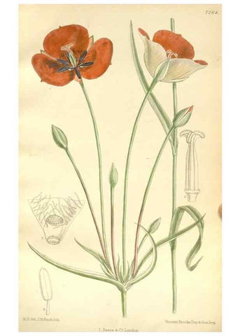 Reproducción/Reproduction 34596103304: Curtis's botanical magazine.. London ; New York [etc.] :Academic Press [etc.]