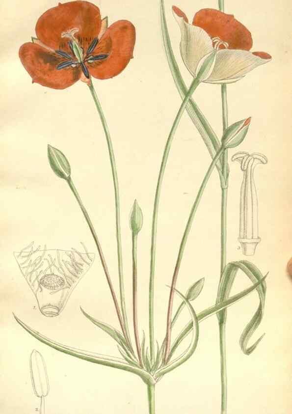Reproducción/Reproduction 34596103304: Curtis's botanical magazine.. London ; New York [etc.] :Academic Press [etc.]