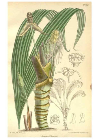 Reproducción/Reproduction 34596100244: Curtis's botanical magazine.. London ; New York [etc.] :Academic Press [etc.]