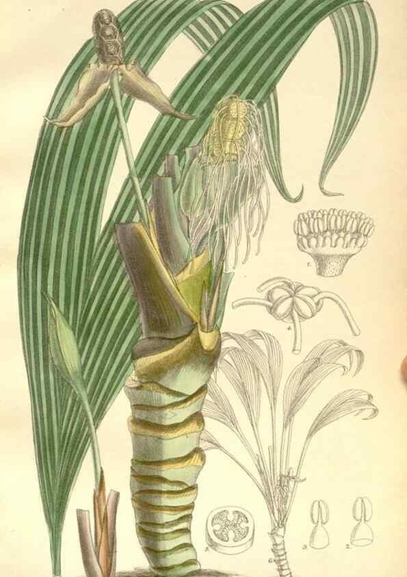 Reproducción/Reproduction 34596100244: Curtis's botanical magazine.. London ; New York [etc.] :Academic Press [etc.]