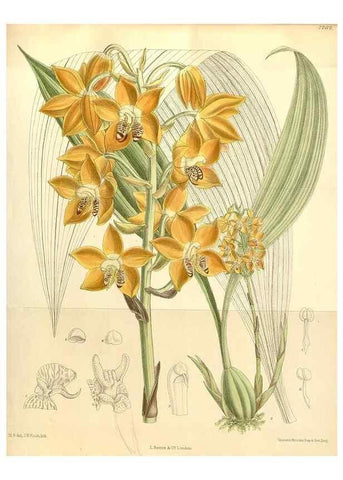 Reproducción/Reproduction 34628019983: Curtis's botanical magazine.. London ; New York [etc.] :Academic Press [etc.]