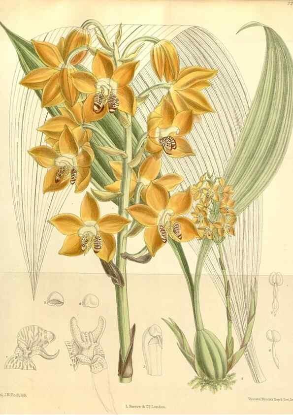 Reproducción/Reproduction 34628019983: Curtis's botanical magazine.. London ; New York [etc.] :Academic Press [etc.]