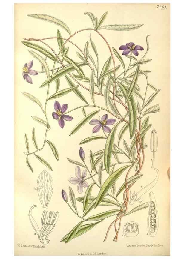 Reproducción/Reproduction 34628017613: Curtis's botanical magazine.. London ; New York [etc.] :Academic Press [etc.]