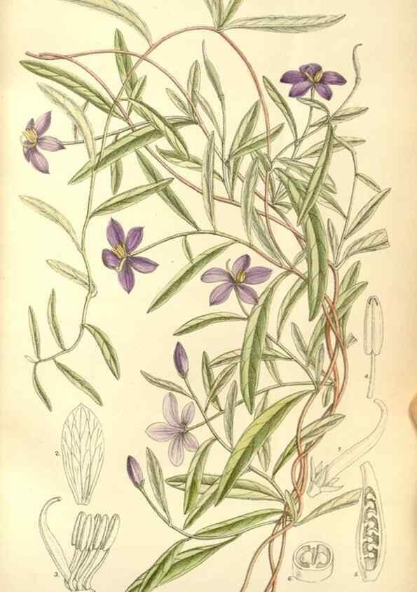 Reproducción/Reproduction 34628017613: Curtis's botanical magazine.. London ; New York [etc.] :Academic Press [etc.]