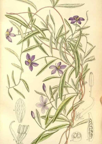 Reproducción/Reproduction 34628017613: Curtis's botanical magazine.. London ; New York [etc.] :Academic Press [etc.]