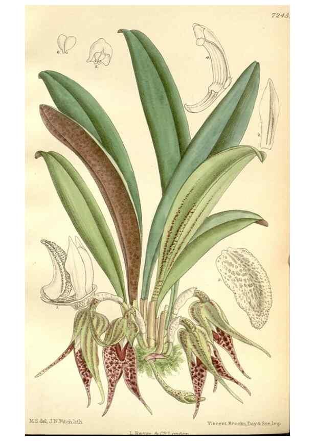 Reproducción/Reproduction 35437920765: Curtis's botanical magazine.. London ; New York [etc.] :Academic Press [etc.]
