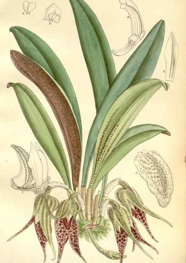 Reproducción/Reproduction 35437920765: Curtis's botanical magazine.. London ; New York [etc.] :Academic Press [etc.]
