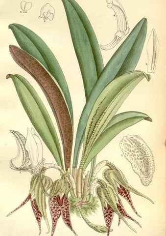 Reproducción/Reproduction 35437920765: Curtis's botanical magazine.. London ; New York [etc.] :Academic Press [etc.]