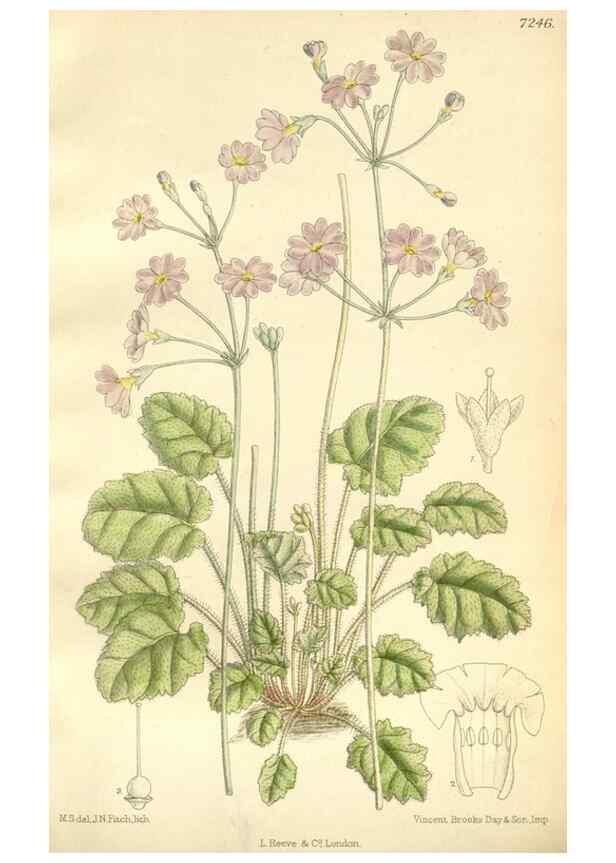 Reproducción/Reproduction 35398215146: Curtis's botanical magazine.. London ; New York [etc.] :Academic Press [etc.]